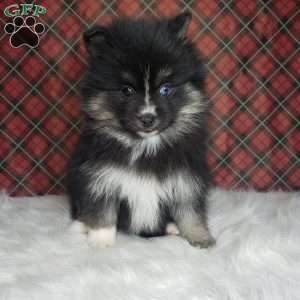 Noelle, Pomsky Puppy