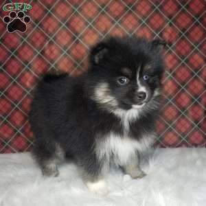 Noelle, Pomsky Puppy