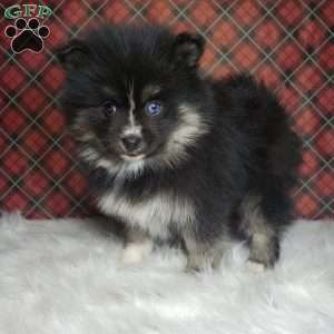 Noelle, Pomsky Puppy