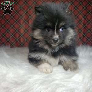 Noelle, Pomsky Puppy