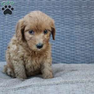 Rosie, Mini Goldendoodle Puppy