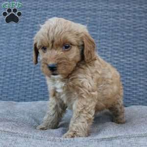 Coy, Mini Goldendoodle Puppy