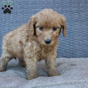 Rosie, Mini Goldendoodle Puppy