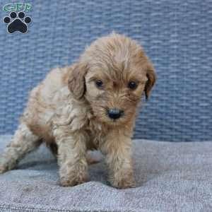 Roxy, Mini Goldendoodle Puppy