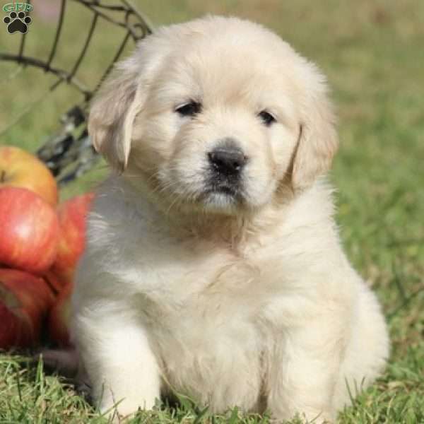 Mable, English Cream Golden Retriever Puppy