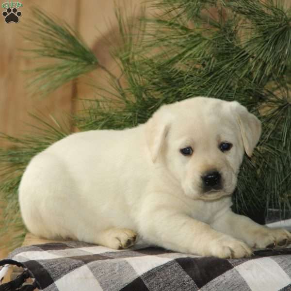 Dandy, Yellow Labrador Retriever Puppy