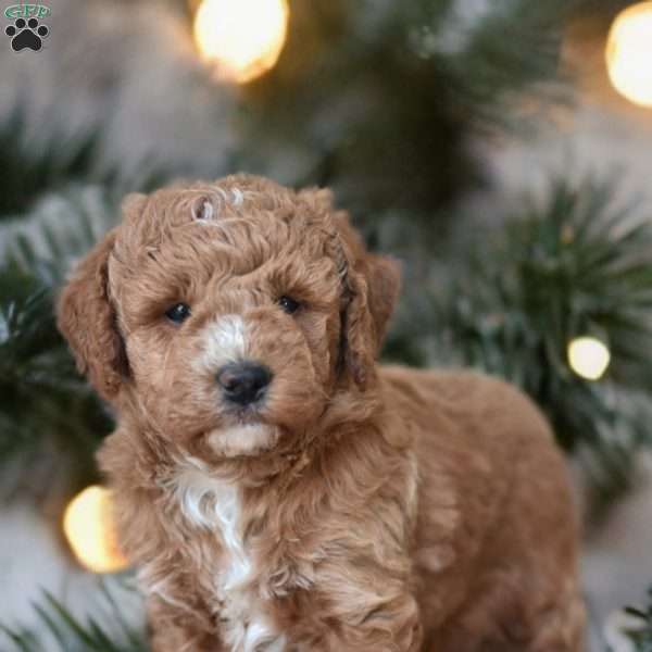 Elliot, Mini Goldendoodle Puppy