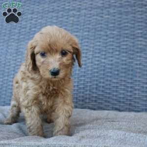 Rosie, Mini Goldendoodle Puppy