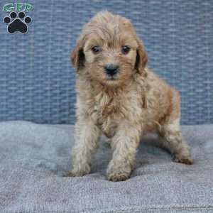 Roxy, Mini Goldendoodle Puppy