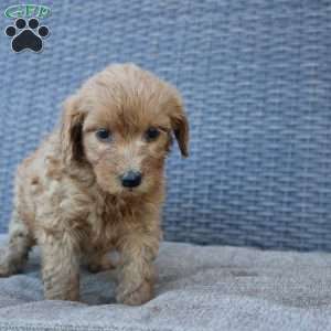 Rosie, Mini Goldendoodle Puppy