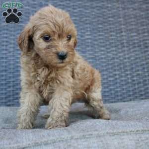 Roxy, Mini Goldendoodle Puppy