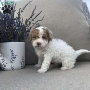 Rocky, Maltipoo Puppy