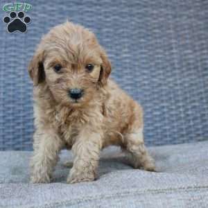 Roxy, Mini Goldendoodle Puppy