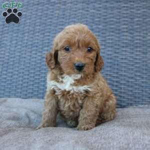 Reddy, Mini Goldendoodle Puppy