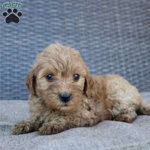 Roxy, Mini Goldendoodle Puppy