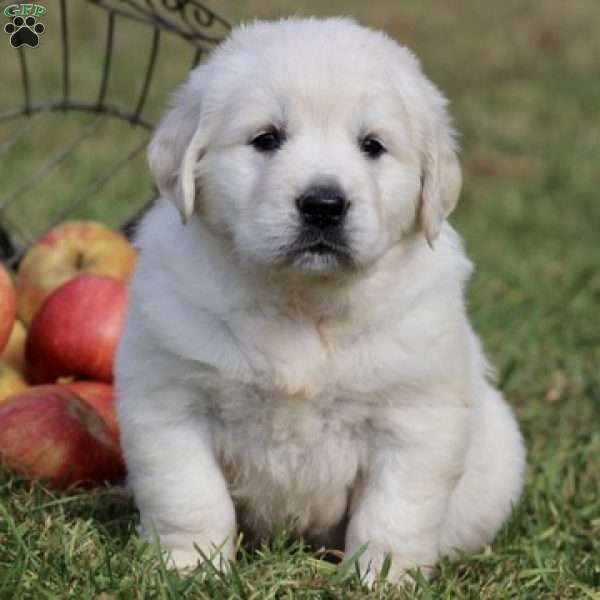 Millie, English Cream Golden Retriever Puppy