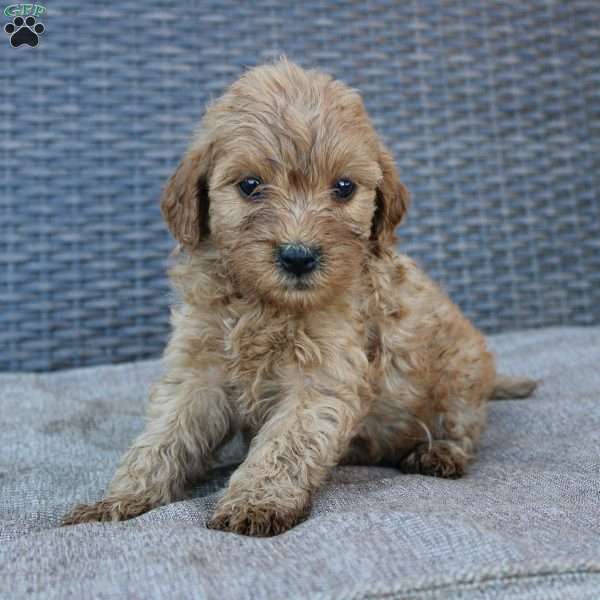 Roxy, Mini Goldendoodle Puppy