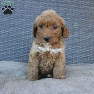 Reddy, Mini Goldendoodle Puppy