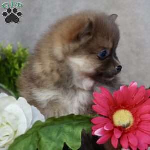 Pumpkin, Pomeranian Puppy