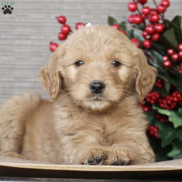 Patches, Goldendoodle Puppy