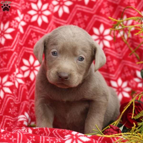 Poet, Silver Labrador Retriever Puppy