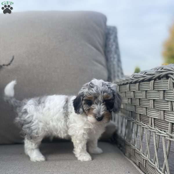 Roxy, Maltipoo Puppy