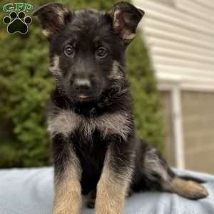 Copy of Smoke, German Shepherd Puppy