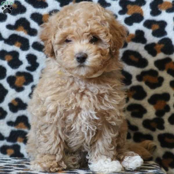 Ruby, Maltipoo Puppy