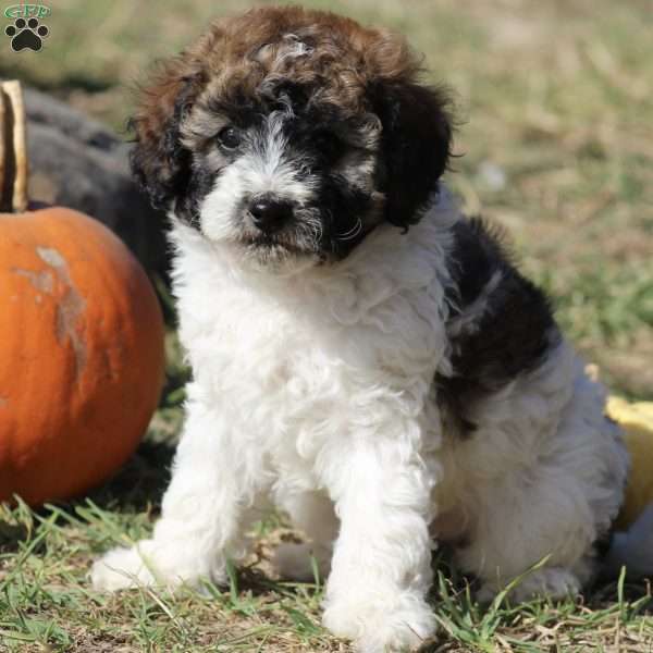 Puzzle, Mini Labradoodle Puppy