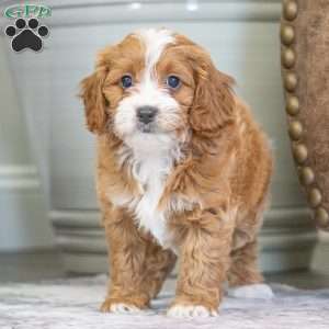 Marley, Cavapoo Puppy