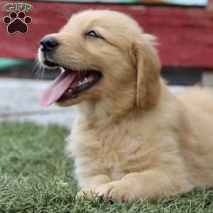 Taylor, Golden Retriever Puppy