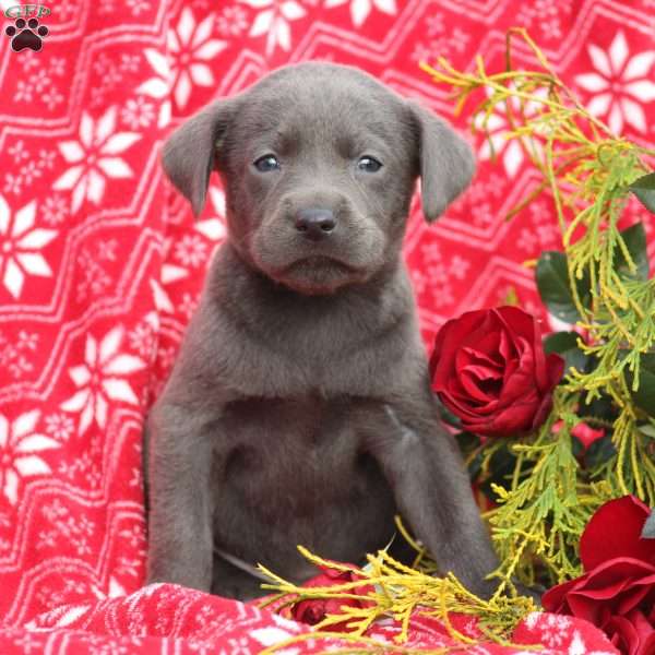 Priscilla, Charcoal Labrador Retriever Puppy