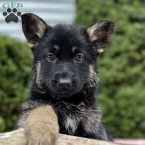 Nikita, German Shepherd Puppy