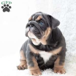 Prestige, English Bulldog Puppy