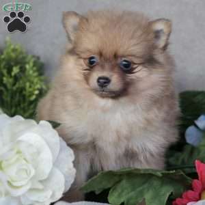 Lizzie, Pomeranian Puppy