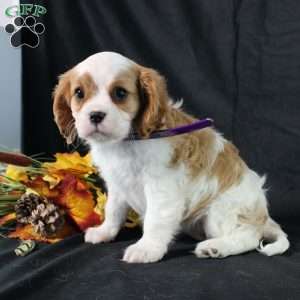 Hannah, Cavalier King Charles Spaniel Puppy