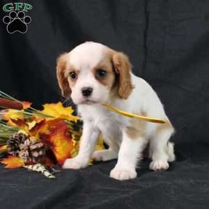 Honeydew, Cavalier King Charles Spaniel Puppy