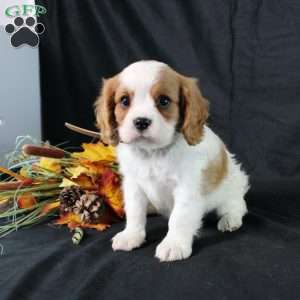 Henry, Cavalier King Charles Spaniel Puppy