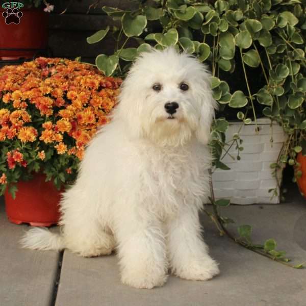 Kent, Miniature Poodle Puppy