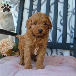 Malachi, Mini Goldendoodle Puppy