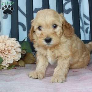 Matt, Mini Goldendoodle Puppy