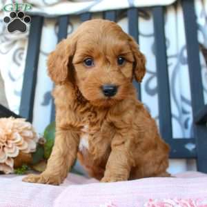 Micah, Mini Goldendoodle Puppy