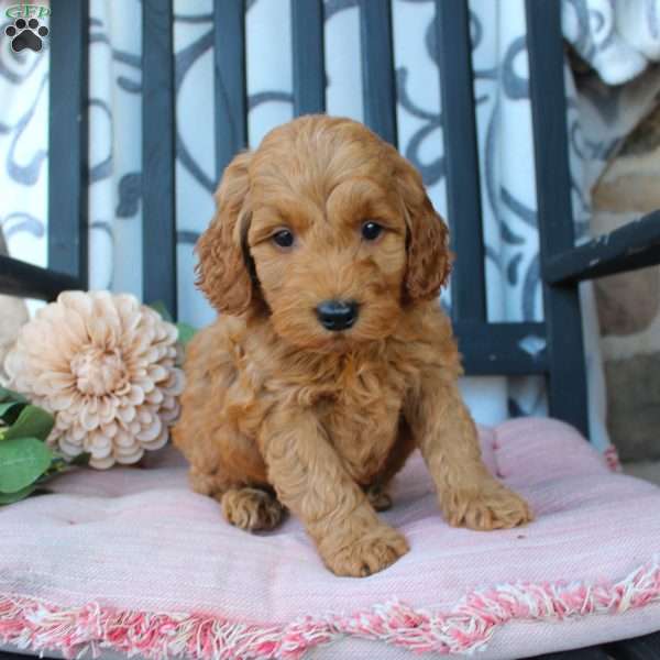 Mikey, Mini Goldendoodle Puppy