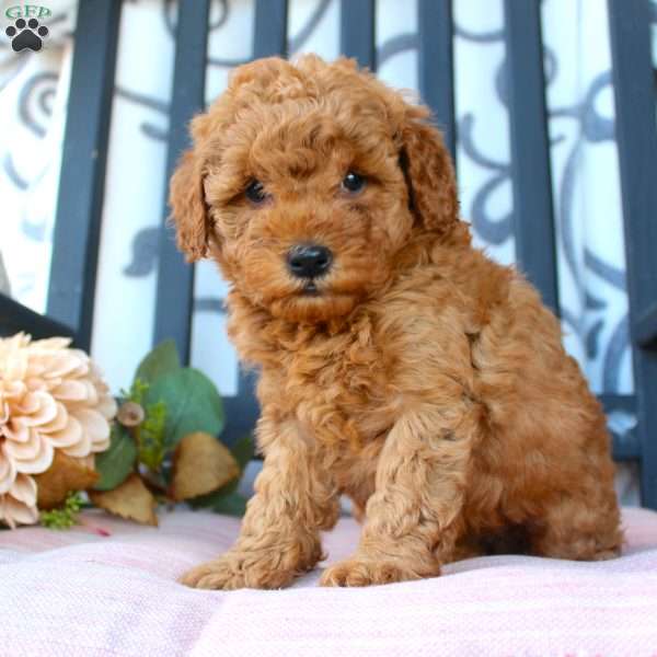 Megan, Mini Goldendoodle Puppy