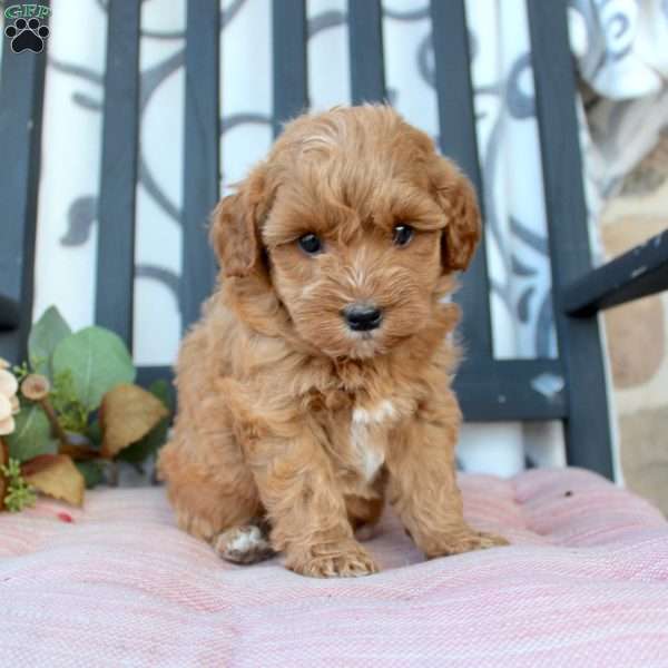 Michelle, Mini Goldendoodle Puppy