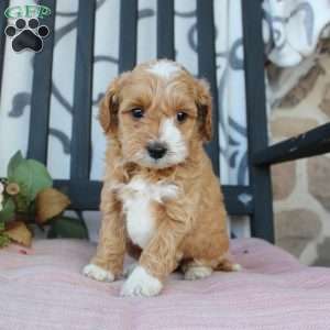 Makayla, Mini Goldendoodle Puppy