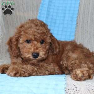 Braden, Mini Goldendoodle Puppy