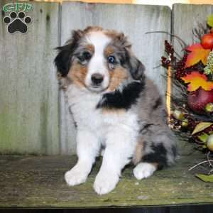 Kali, Miniature Australian Shepherd Puppy