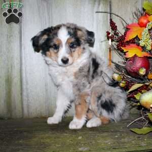 Kasper, Miniature Australian Shepherd Puppy