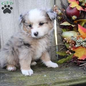 Leah, Miniature Australian Shepherd Puppy